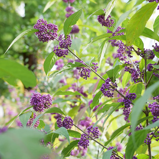 Bubble Up™ Beautyberry (Callicarра x) | Proven Winners® New Variety 2027