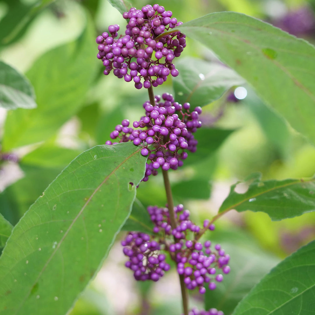 Bubble Up™ Beautyberry (Callicarра x) | Proven Winners® New Variety 2027