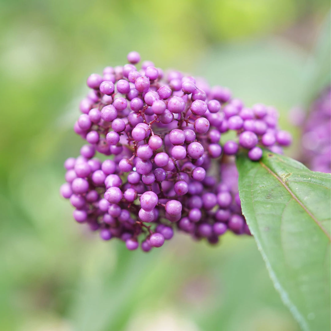 Bubble Up™ Beautyberry (Callicarра x) | Proven Winners® New Variety 2027