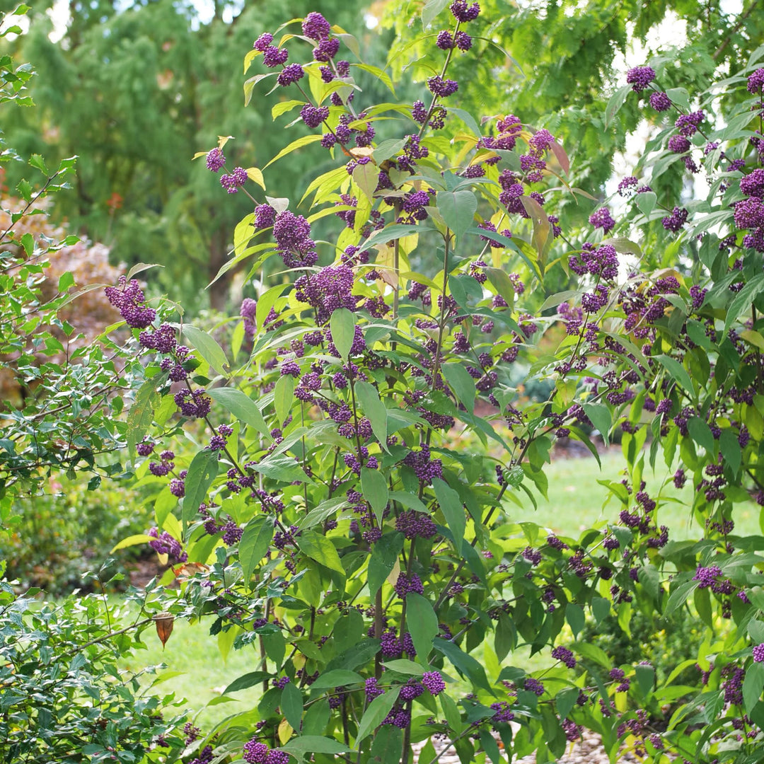 Bubble Up™ Beautyberry (Callicarра x) | Proven Winners® New Variety 2027