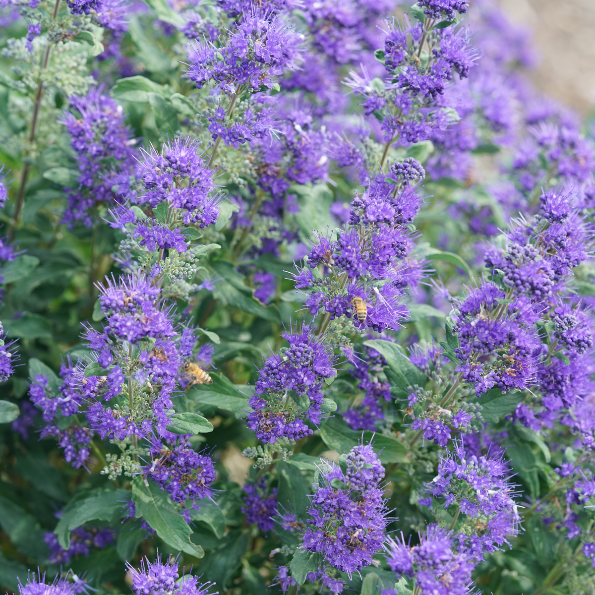 Bluebeard | Beyond Midnight® | Proven Winners® Shrubs – Proven