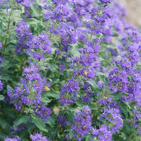 Beyond Midnight® Bluebeard (Caryopteris x clandonensis)