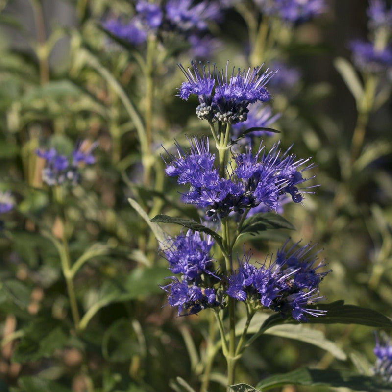 Beyond Midnight Bluebeard up close.