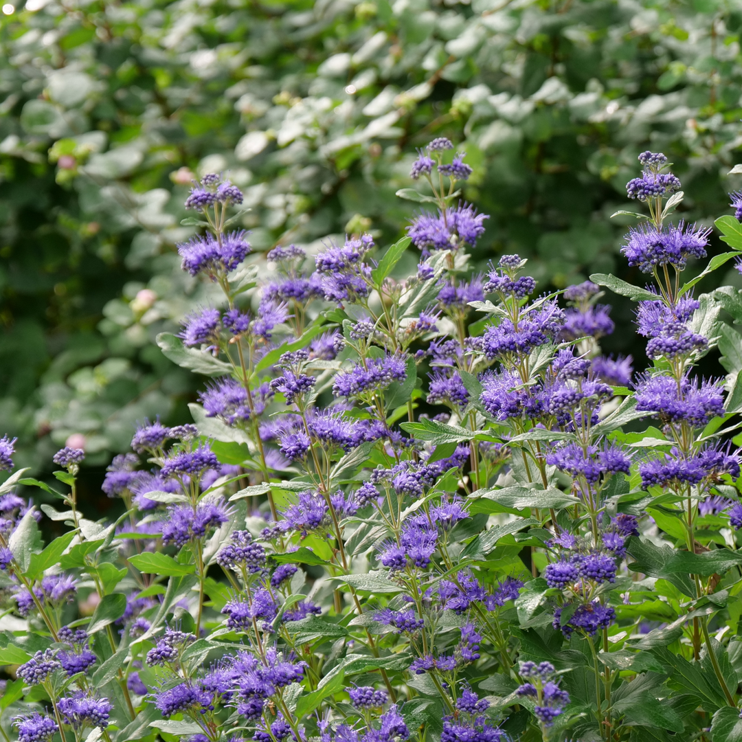 Beyond Midnight® Bluebeard (Caryopteris x clandonensis)