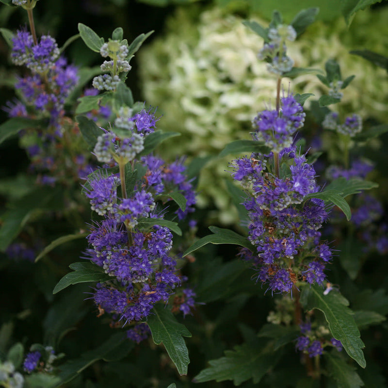 Beyond Midnight Beyond Midnight Bluebeard up close.