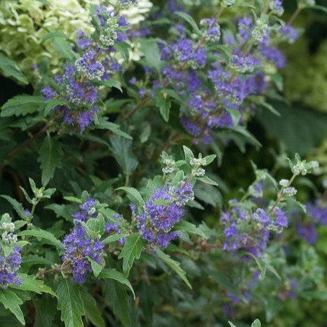 Beyond Midnight® Bluebeard (Caryopteris x clandonensis)
