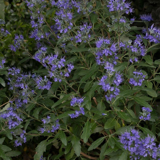 Beyond Midnight Beyond Midnight Bluebeard in focus.