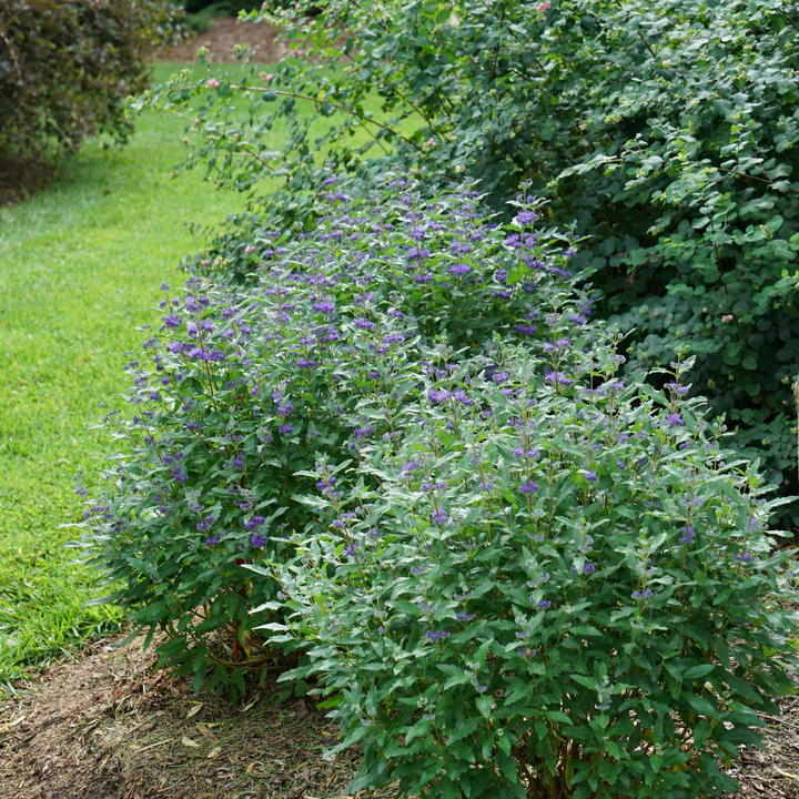 Bluebeard | Beyond Midnight® | Proven Winners® Shrubs – Proven