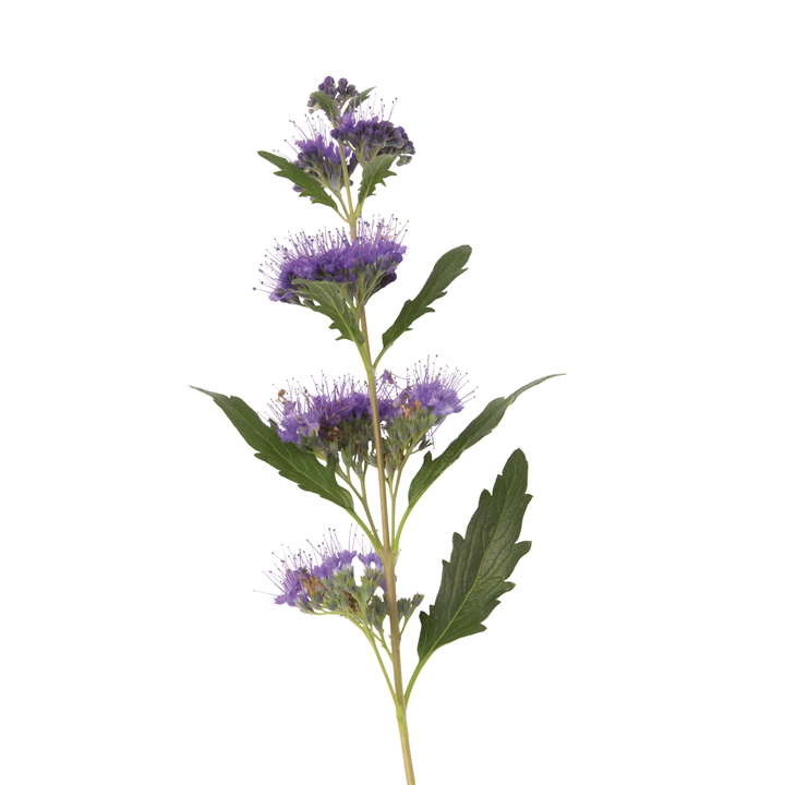 Beyond Midnight® Bluebeard (Caryopteris x clandonensis)