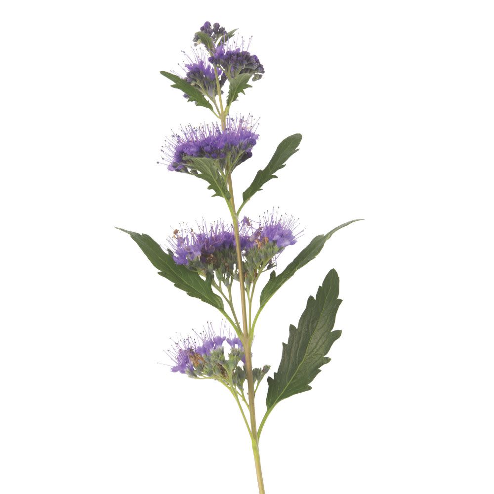 Bluebeard | Beyond Midnight® | Proven Winners® Shrubs – Proven