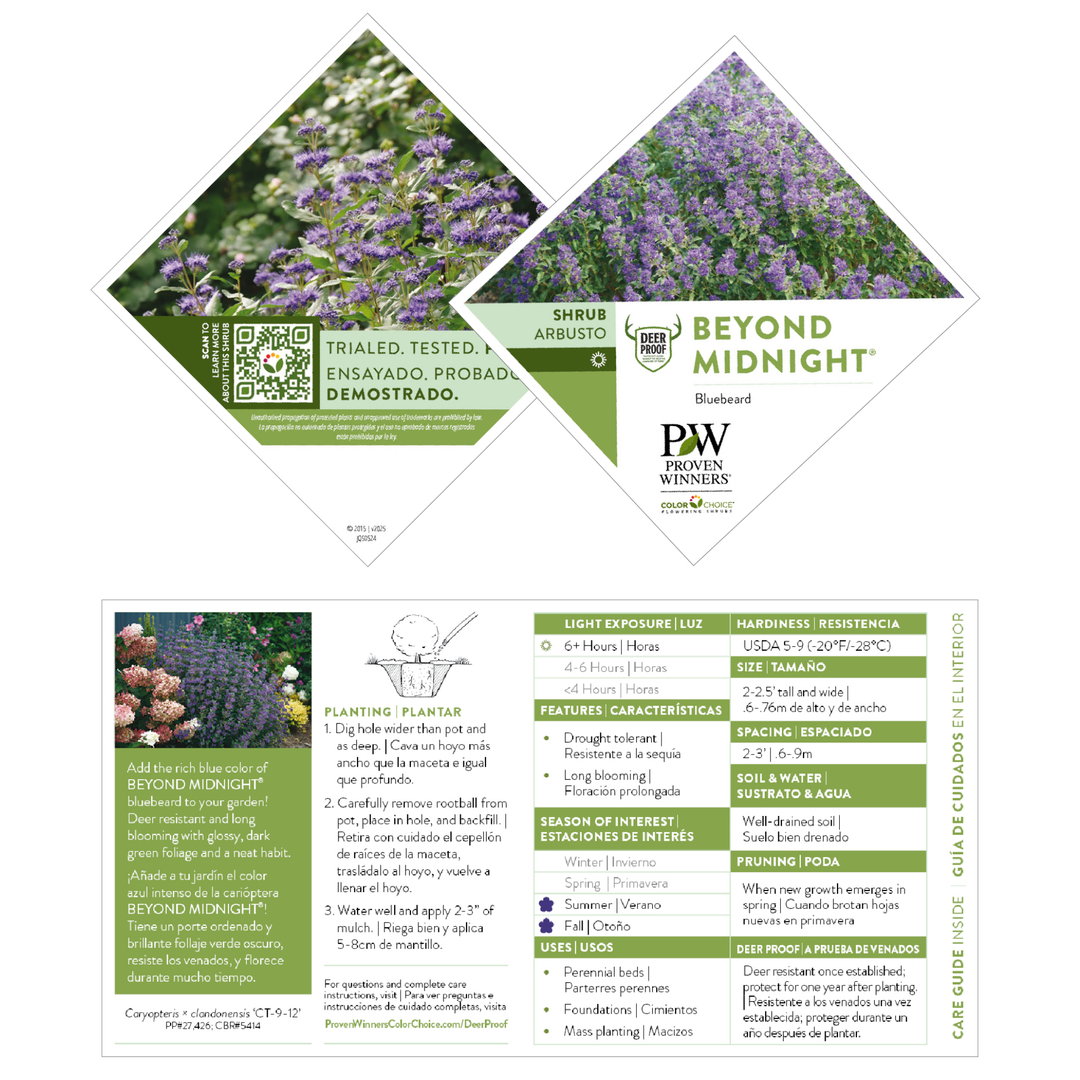 Beyond Midnight® Bluebeard (Caryopteris x clandonensis)