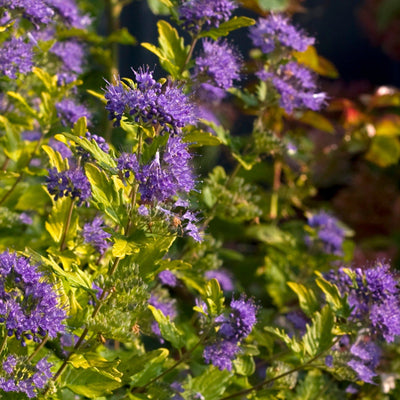 Sunshine Blue II Bluebeard up close.