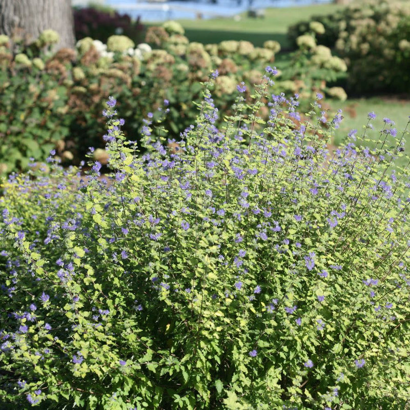 Sunshine Blue® II Bluebeard (Caryopteris incana)