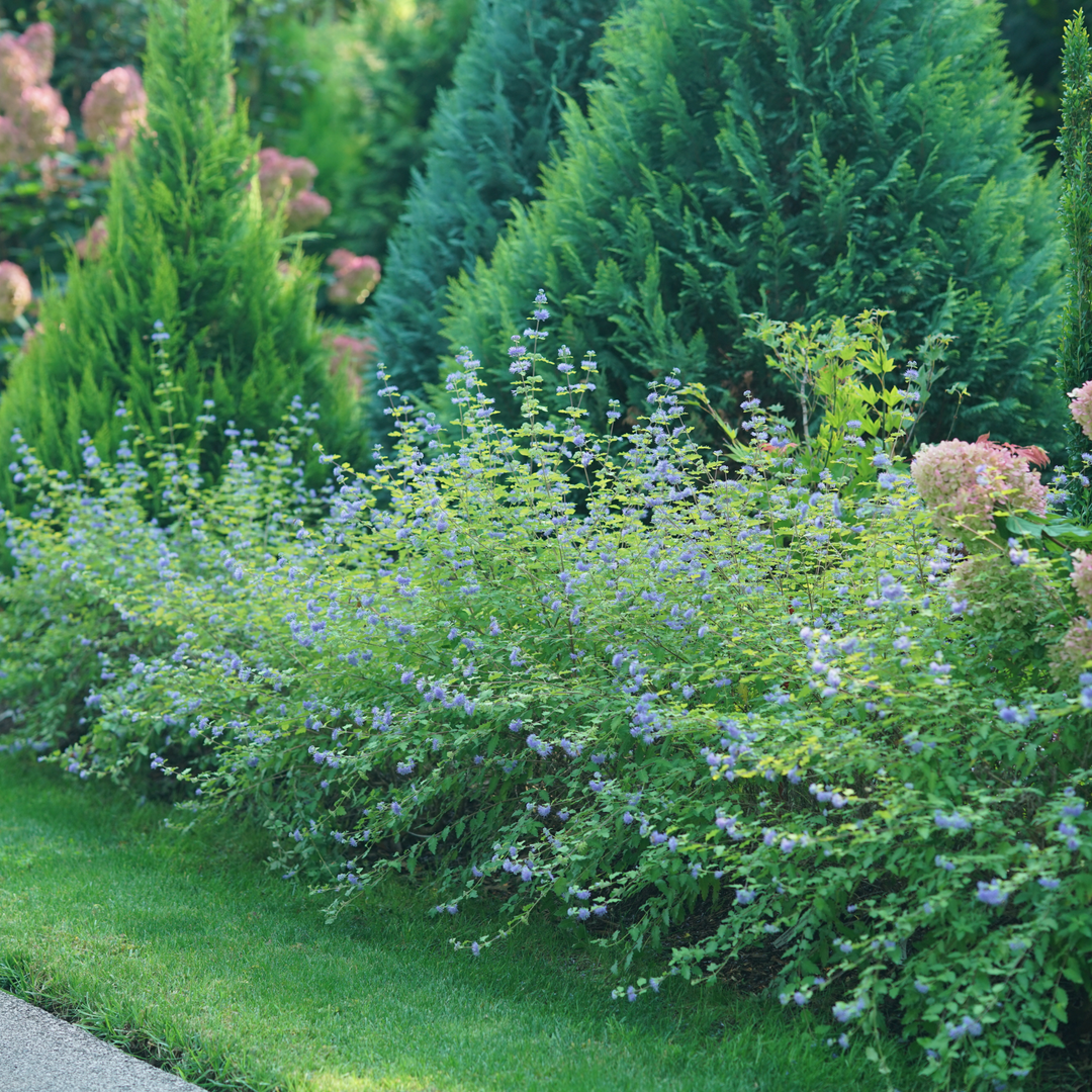 Sunshine Blue® II Bluebeard (Caryopteris incana)