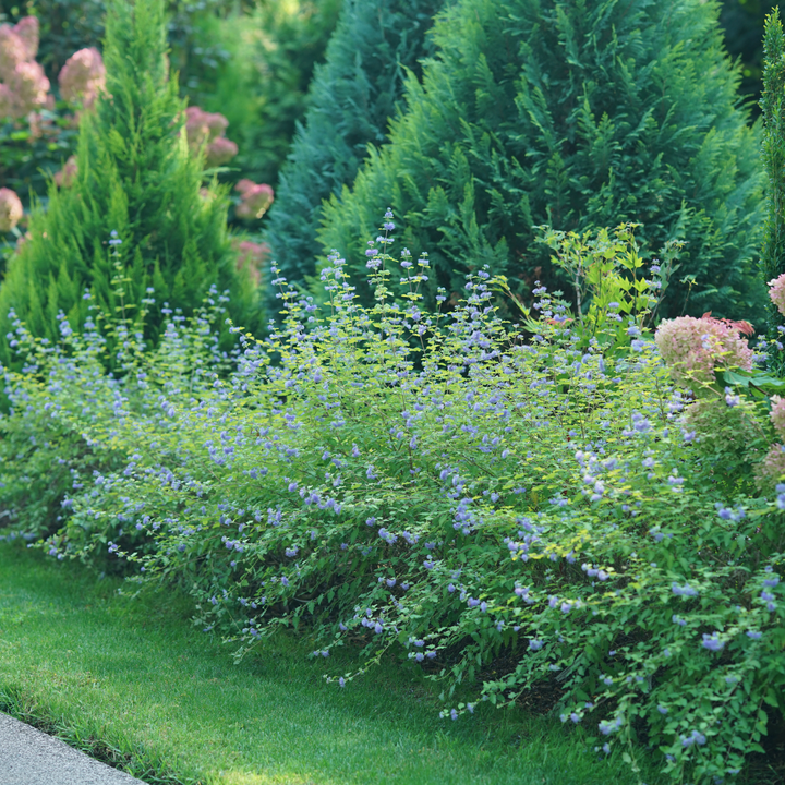 Sunshine Blue® II Bluebeard (Caryopteris incana)