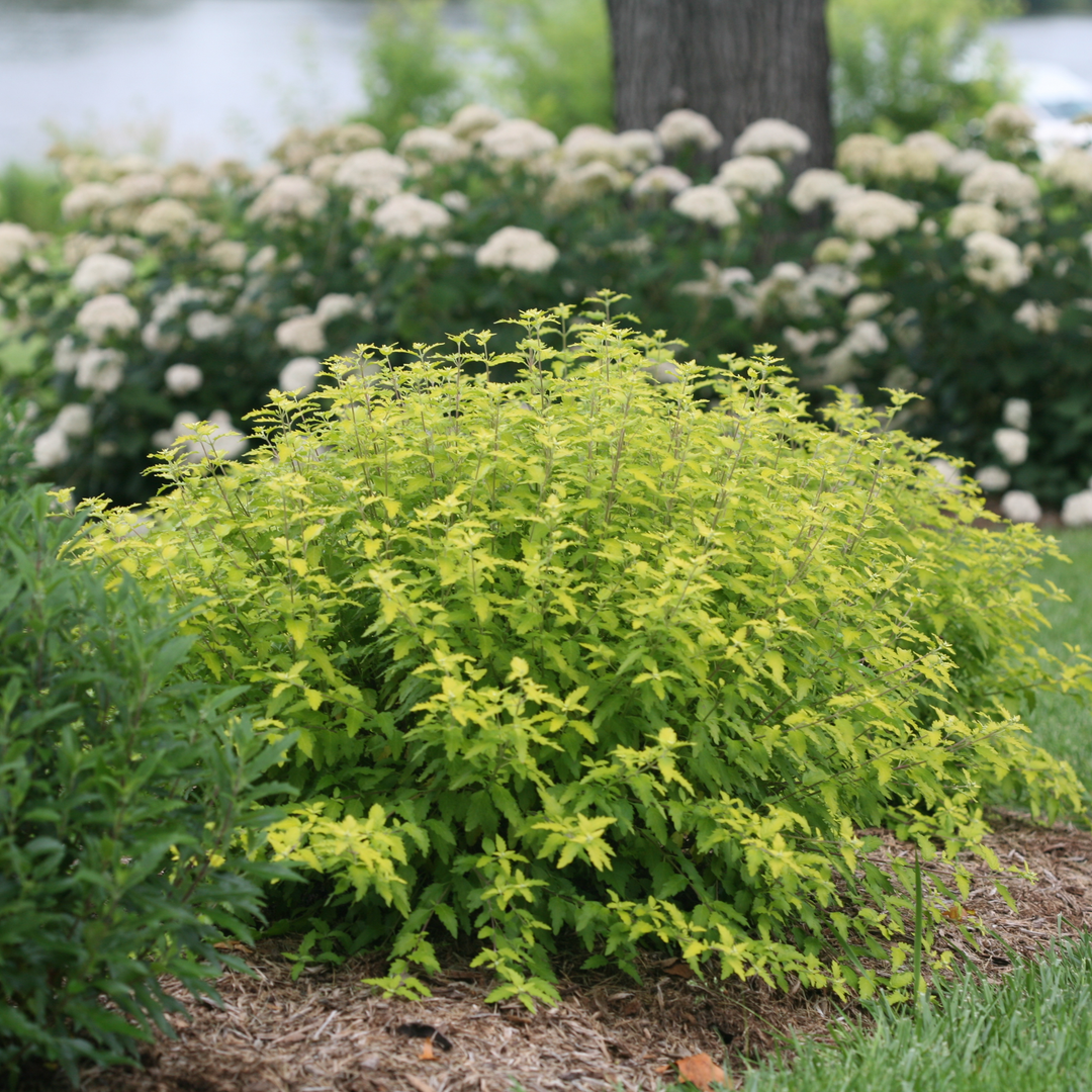 Bluebeard | Sunshine Blue® II | Proven Winners® Shrubs – Proven