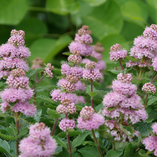 Beyond Pink'd® Bluebeard (Caryopteris incana)