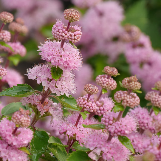 Beyond Pink'd® Bluebeard (Caryopteris incana)