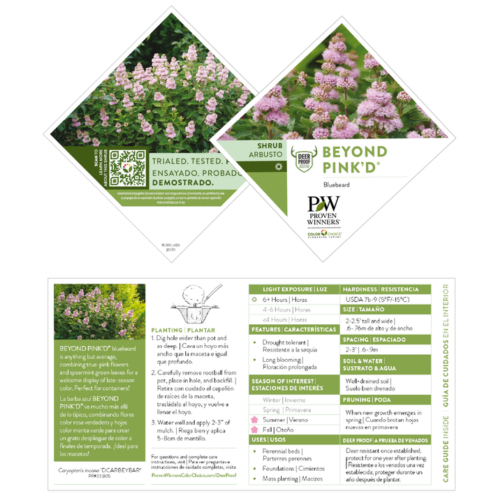 Bluebeard | Beyond Pink'd®