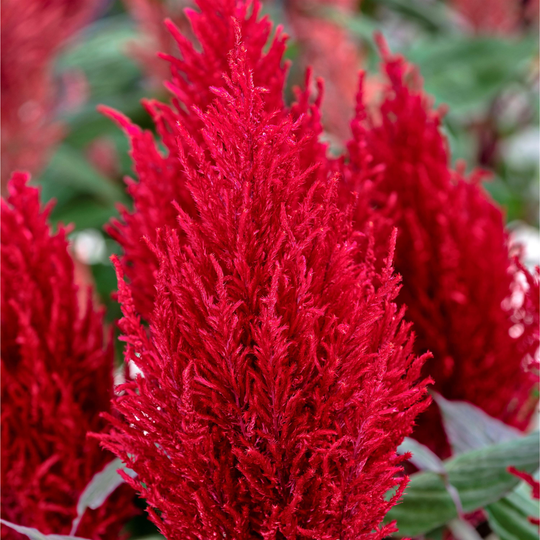 Century Red Cockscomb (Celosia argentea)