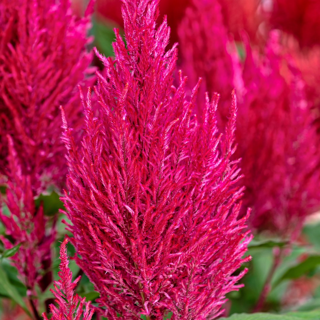 Century Pink Cockscomb (Celosia argentea)