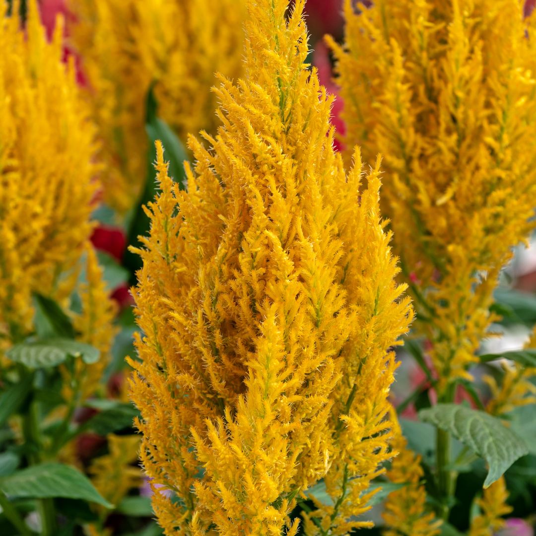 Century Yellow Cockscomb (Celosia argentea)