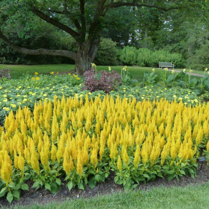 Century Yellow Cockscomb (Celosia argentea)
