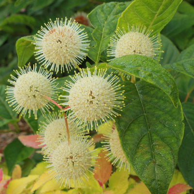 Sugar Shack Buttonbush up close.