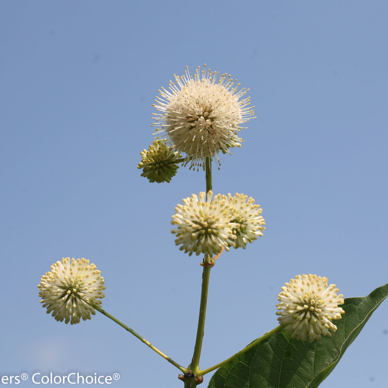 Sugar Shack Buttonbush up close.