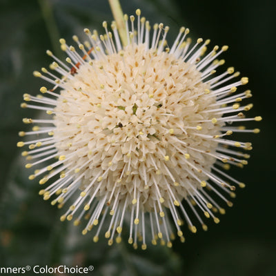 Sugar Shack Buttonbush up close.