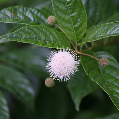 Sugar Shack Buttonbush up close.