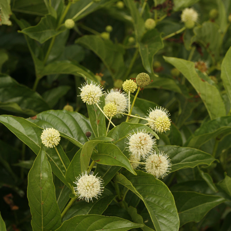 Sugar Shack Buttonbush up close.