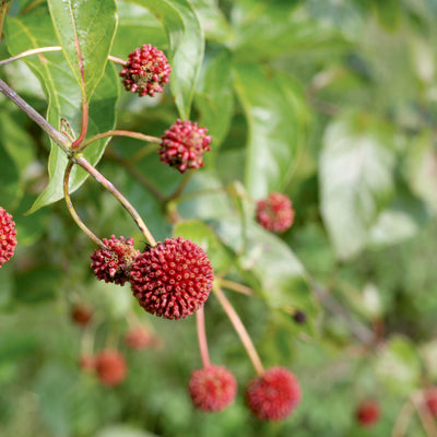 Sugar Shack Buttonbush up close.