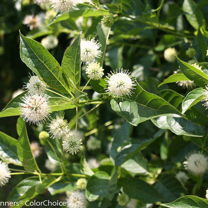 Sugar Shack Buttonbush up close.