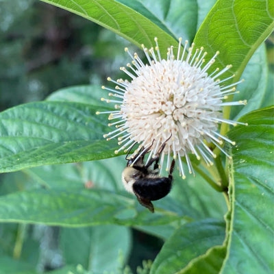 Sugar Shack® Buttonbush (Cephalanthus occidentalis)