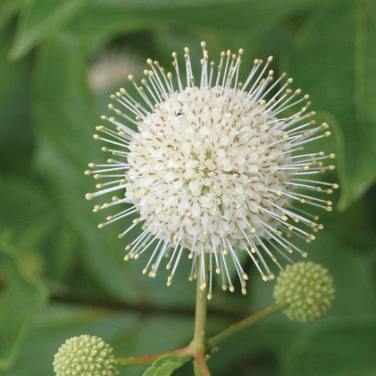 Sugar Shack® Buttonbush (Cephalanthus occidentalis)