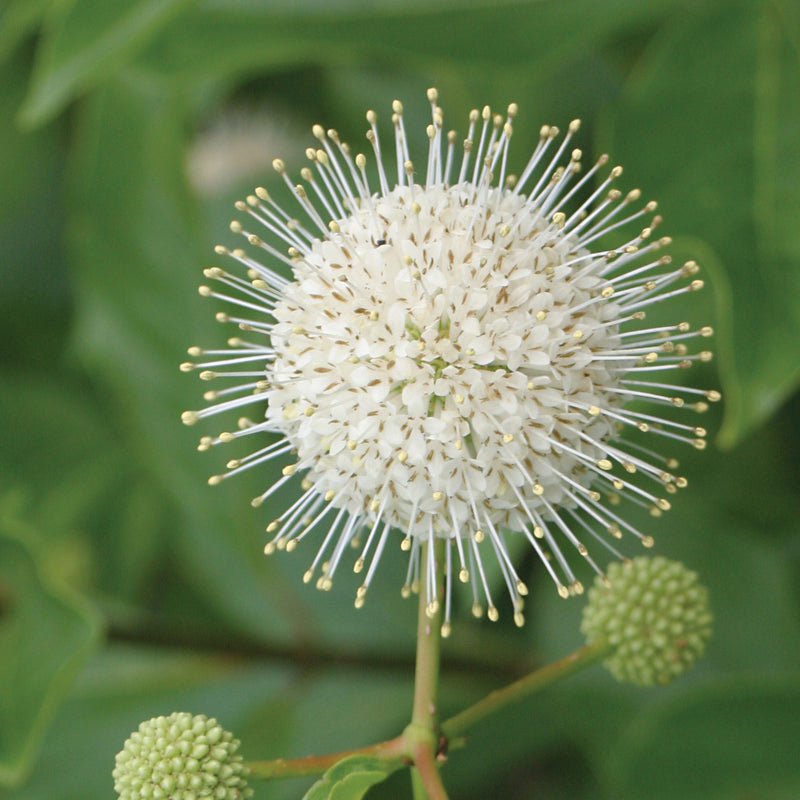 Sugar Shack Buttonbush up close.