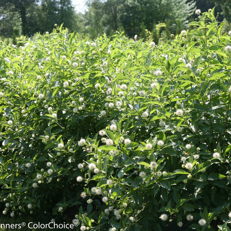 Sugar Shack Sugar Shack Buttonbush in use.