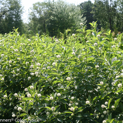 Sugar Shack Buttonbush in use.