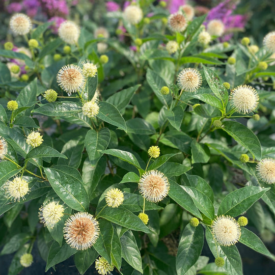 Sugar Shack 2.0 Buttonbush (Cephalanthus occidentalis) | Proven Winners® New Variety 2027