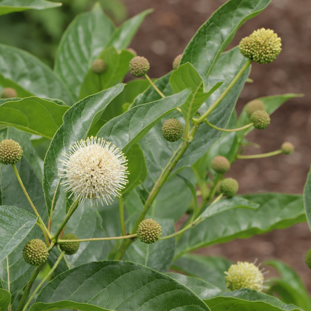 Sugar Shack 2.0 Buttonbush (Cephalanthus occidentalis) | Proven Winners® New Variety 2027