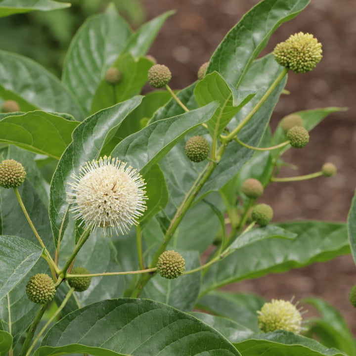 Sugar Shack 2.0 Buttonbush (Cephalanthus occidentalis) | Proven Winners® New Variety 2027