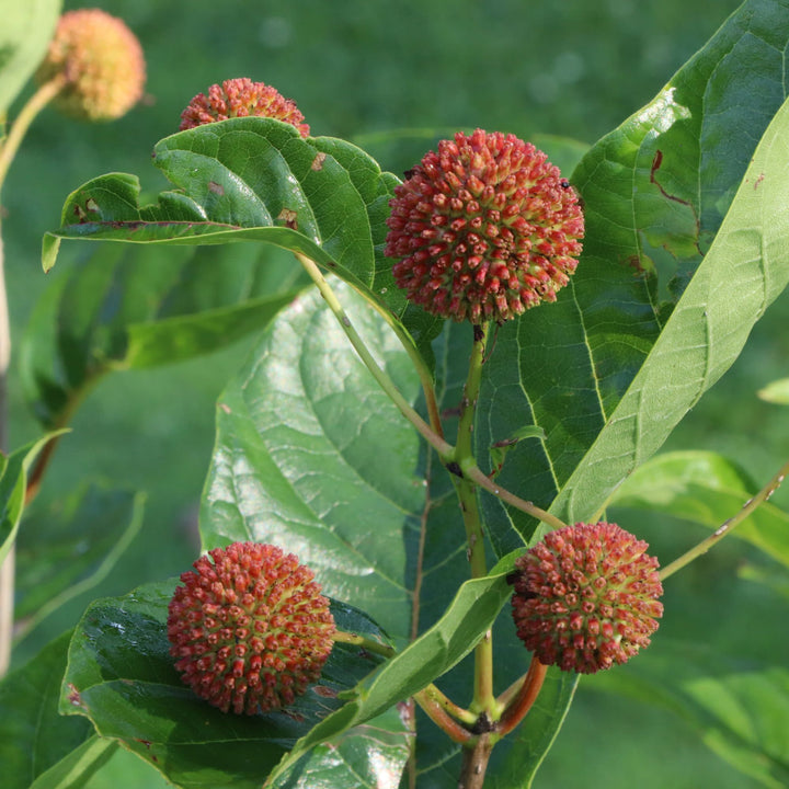 Sugar Shack 2.0 Buttonbush (Cephalanthus occidentalis) | Proven Winners® New Variety 2027