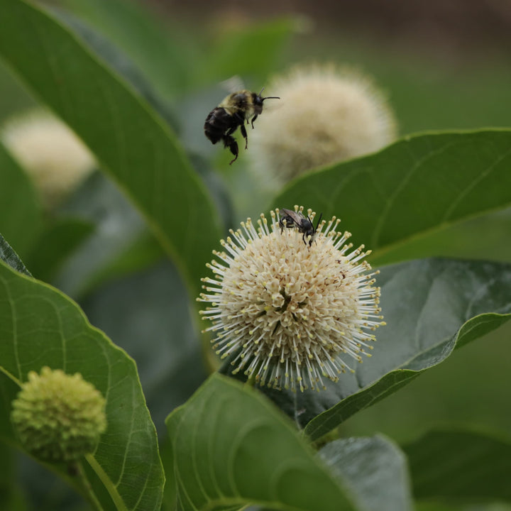 Sugar Shack 2.0 Buttonbush (Cephalanthus occidentalis) | Proven Winners® New Variety 2027