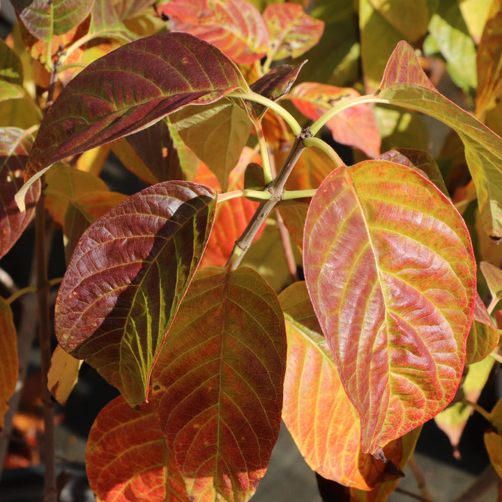 Sugar Shack 2.0 Buttonbush (Cephalanthus occidentalis) | Proven Winners® New Variety 2027