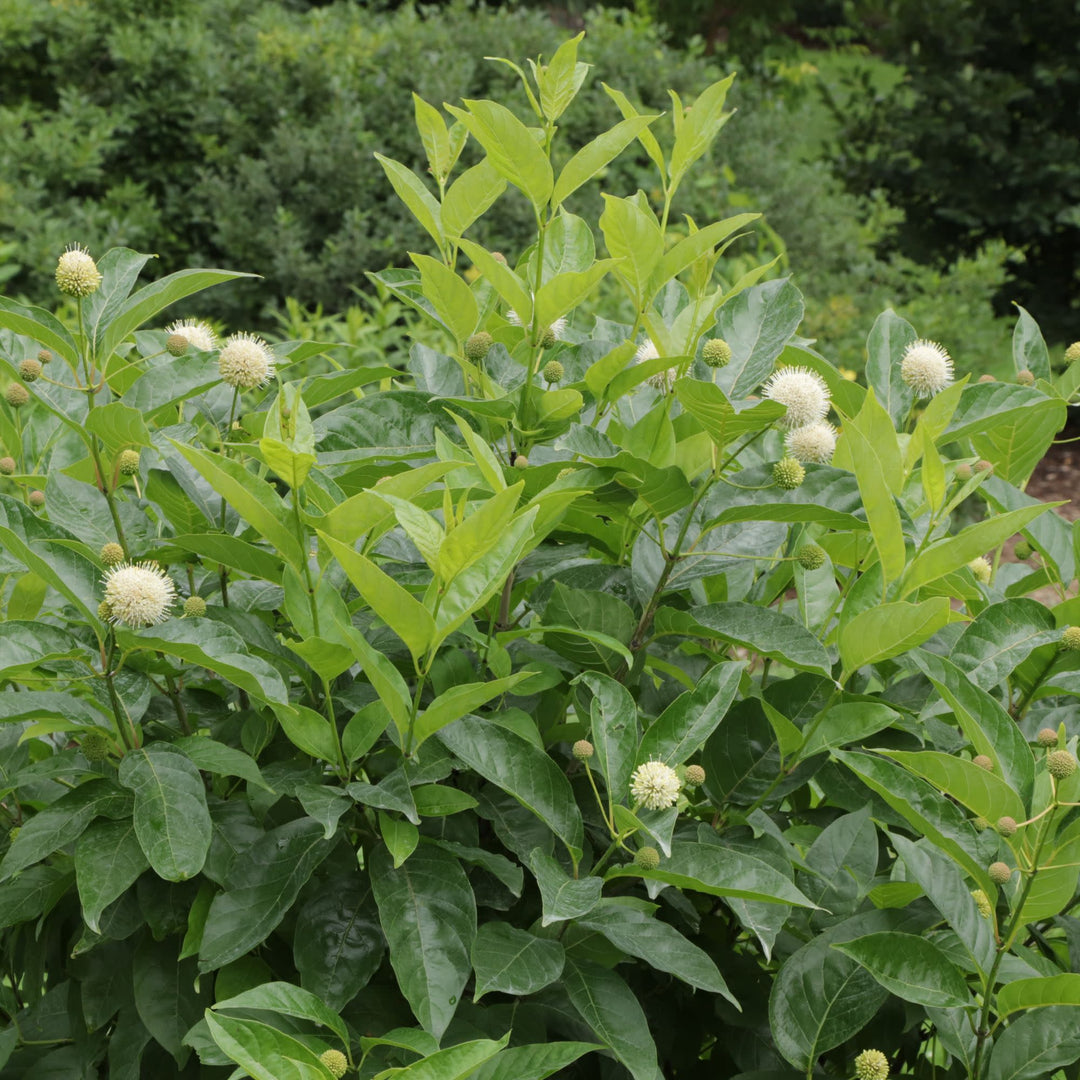 Sugar Shack 2.0 Buttonbush (Cephalanthus occidentalis) | Proven Winners® New Variety 2027