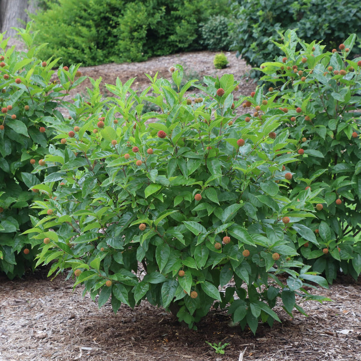 Sugar Shack 2.0 Buttonbush (Cephalanthus occidentalis) | Proven Winners® New Variety 2027