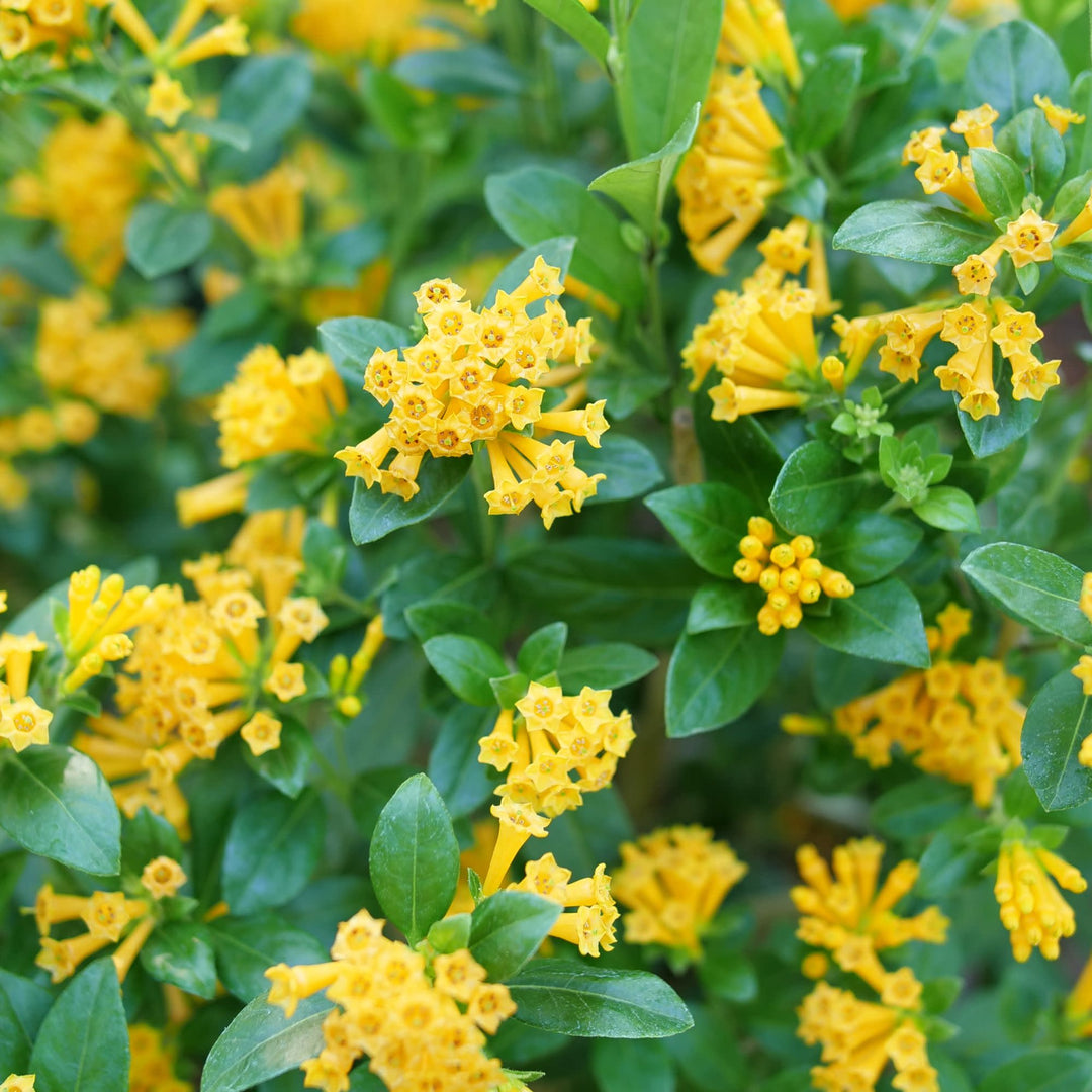 Jessamine | Juiced® Orange | Proven Winners® Shrubs – Proven