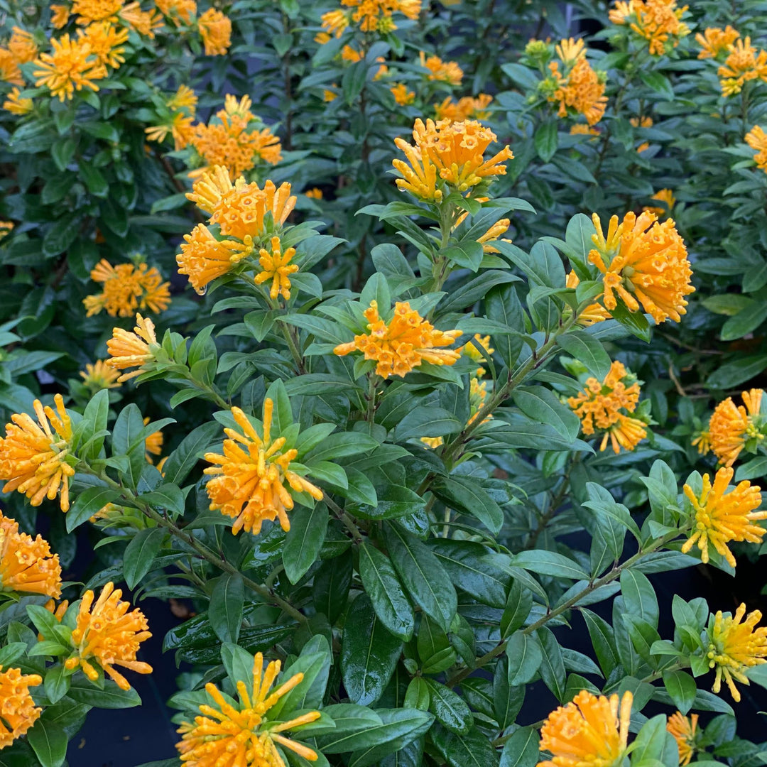 Juiced® Orange Jessamine (Cestrum corymbosum)