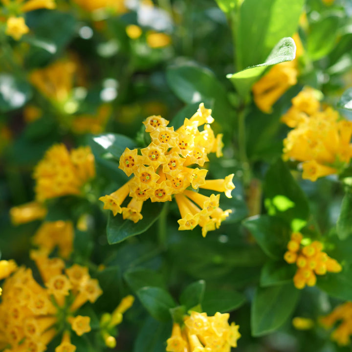 Juiced® Orange Jessamine (Cestrum corymbosum)